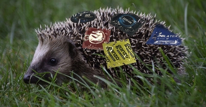 Just for fun: Hedgehog and condoms